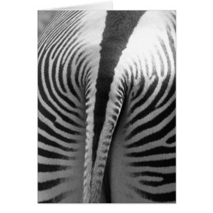 Zebra Svan Hälsningskort