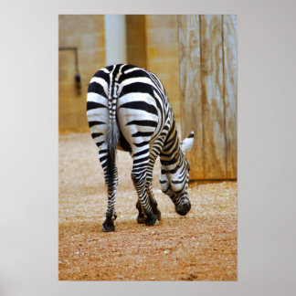 Zebra Svan Poster