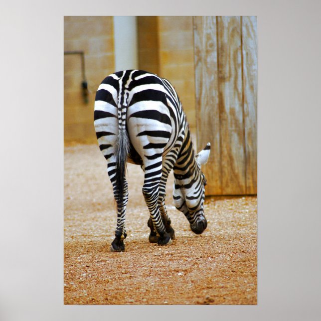 Zebra Svan Poster (Framsidan)