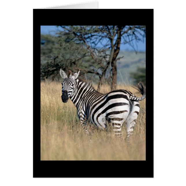 Zebra Svan Swant Hälsningskort (Framsidan)