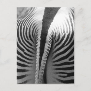 Zebra Svan Vykort