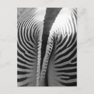 Zebra Svan Vykort