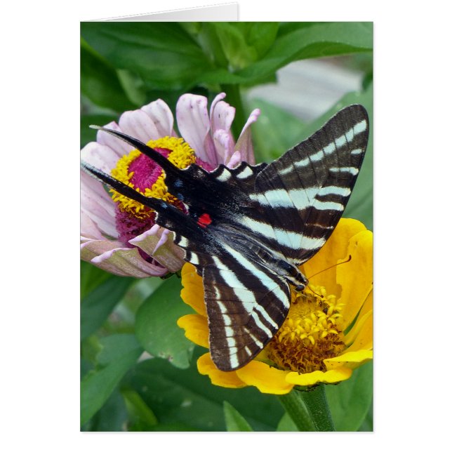 Zebra Swallowsvans+Japansk Beetle Hälsningskort (Framsidan)