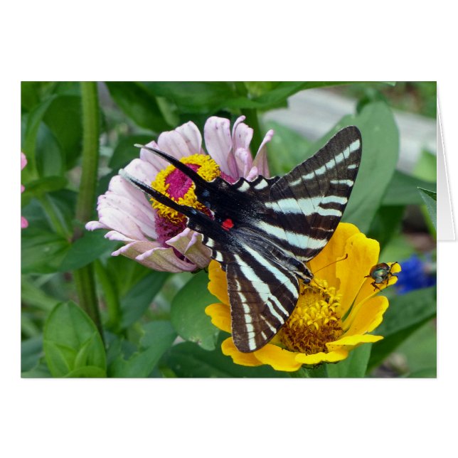 Zebra Swallowsvans+Japansk Beetle Hälsningskort (Framsidan Horizontal)