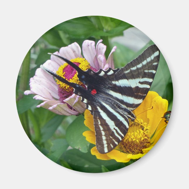 Zebra Swallowsvans+Japansk Beetle Magnet (Framsidan)