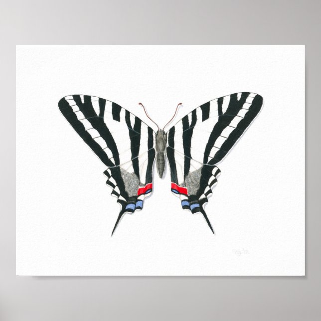 Zebra Swallowtail Butterfly Fine Art Skriv ut Poster (Framsidan)