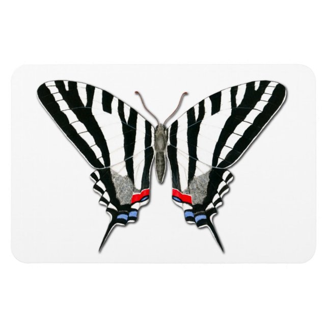 Zebra Swallowtail Butterfly Flexi Magnet (Horisontell)