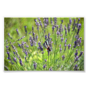 Zebra Swallowtail Butterfly i Lavender Fält Fototryck