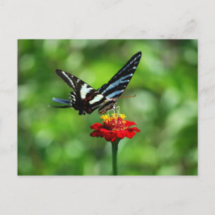 Zebra Swallowtail Butterfly på Red Zinnia-vykort Vykort