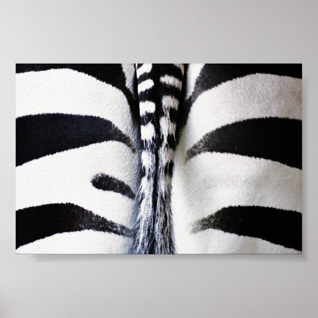 Zebra Tail Closeup Poster (Framsidan)