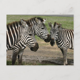 Zebra Talk - vykort
