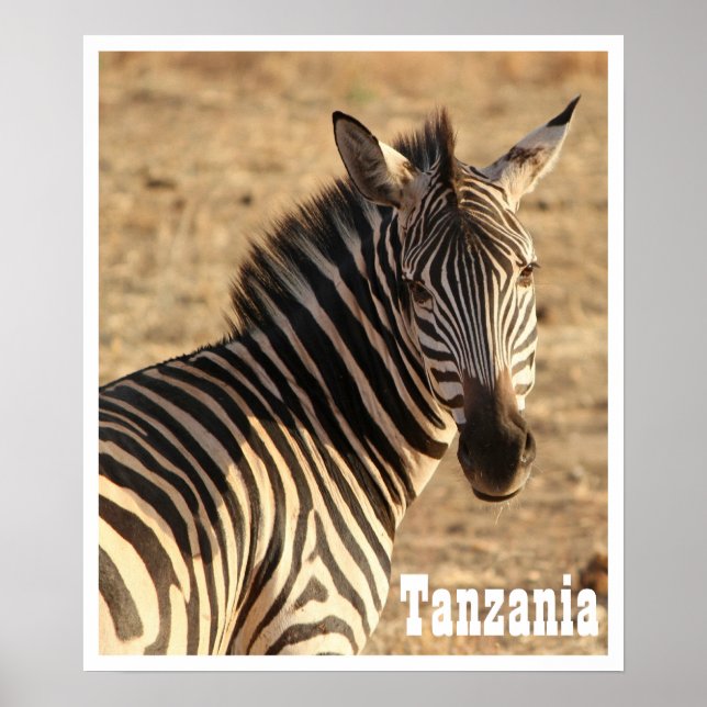 Zebra, Tanzania Poster (Framsidan)