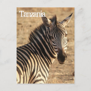 Zebra, Tanzania Vykort