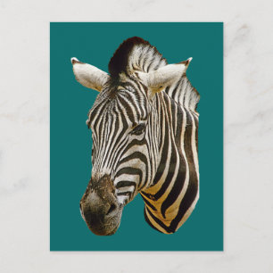 Zebra Teckning Vykort