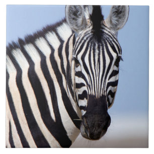 Zebra tittar dig kakelplatta