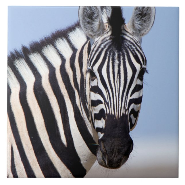 Zebra tittar dig kakelplatta (Framsidan)