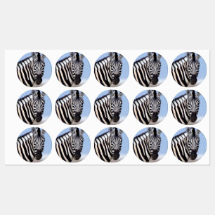 Zebra tittar dig klistermärke