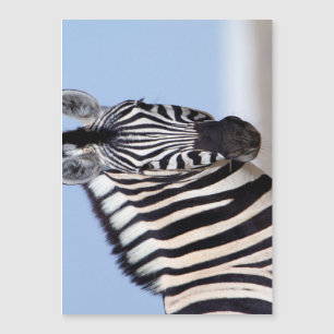 Zebra tittar på dig