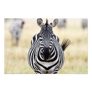 Zebra tittar på dig fototryck