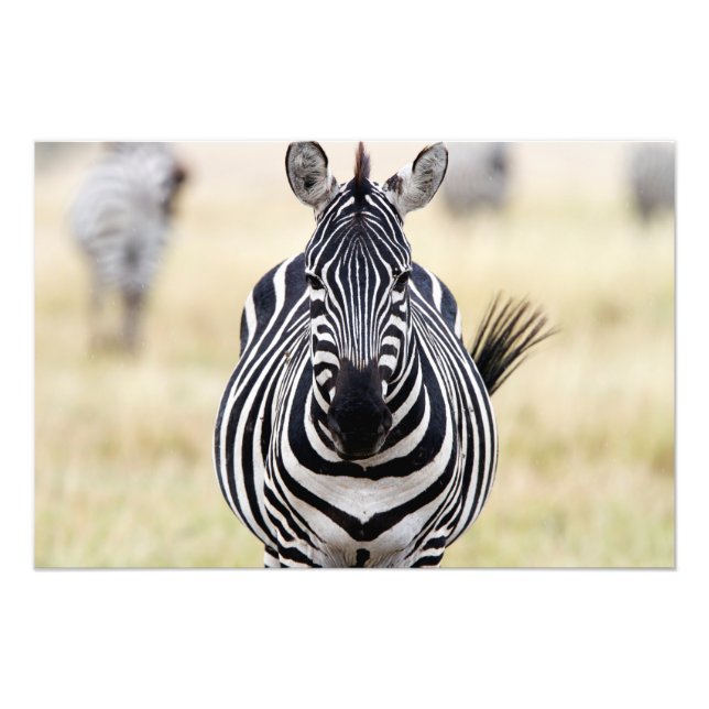 Zebra tittar på dig fototryck (Framsidan)
