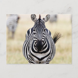 Zebra tittar på dig vykort