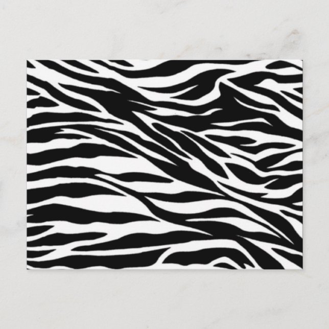 zebra, tom vykort (Framsida)