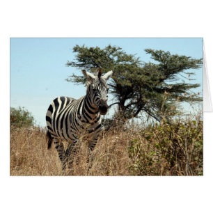 zebra träd hälsningskort