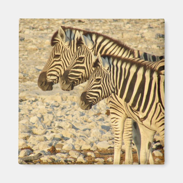 zebra trio magnet (Framsidan)