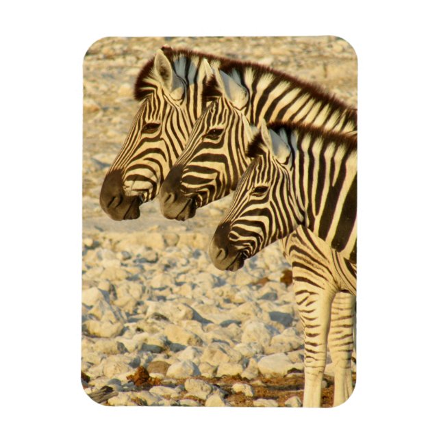 zebra trio magnet (Vertikal)