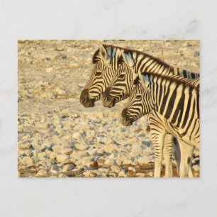 zebra trio vykort