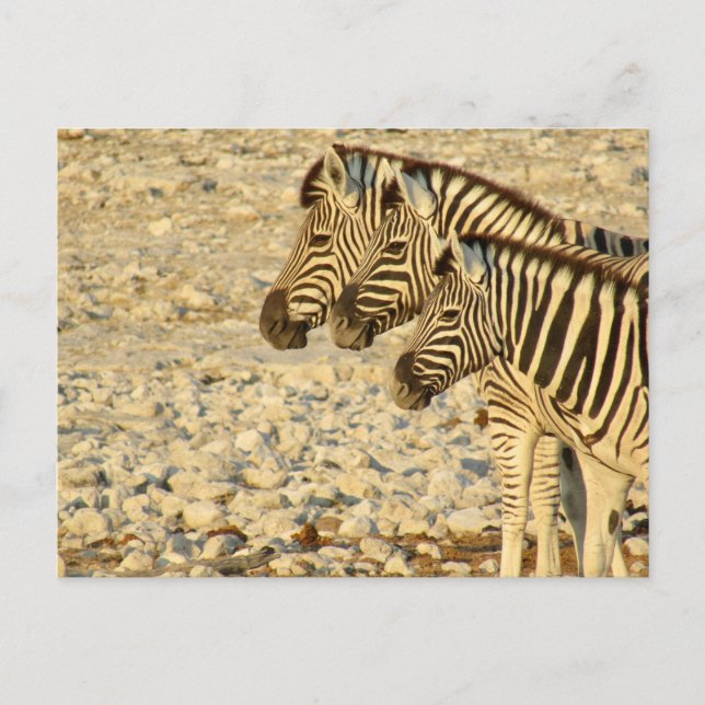 zebra trio vykort (Framsida)