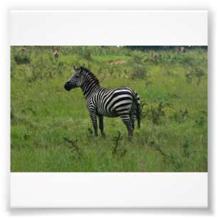 Zebra tryck