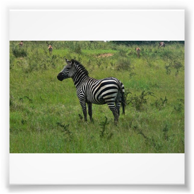 Zebra tryck (Framsidan)