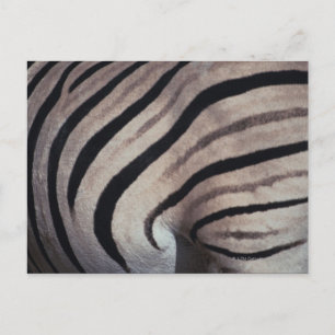 Zebra tryck vykort