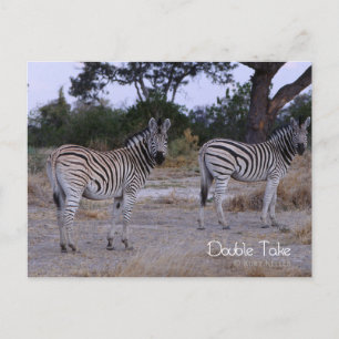 Zebra Twillingars Dubbla Ta foto Vykort