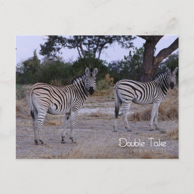 Zebra Twillingars Dubbla Ta foto Vykort (Framsida)