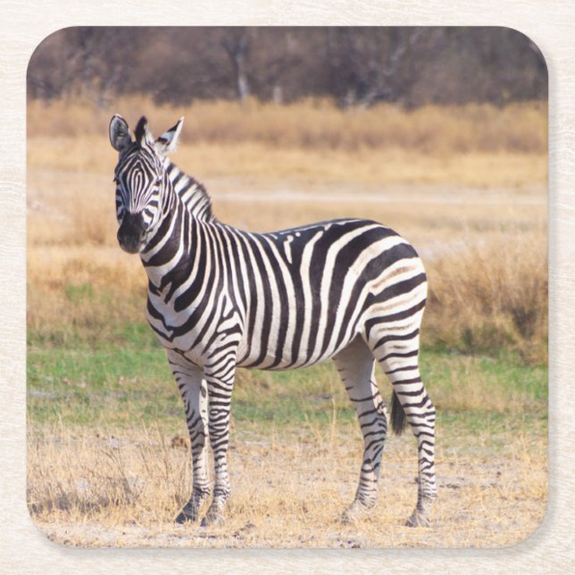 Zebra underlägg papper kvadrat (Framsidan)