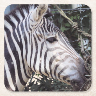 Zebra Underlägg Papper Kvadrat
