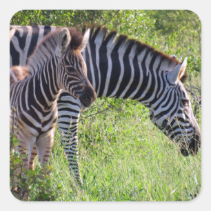 zebra-ungdom fyrkantigt klistermärke