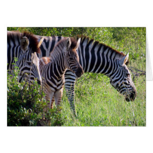 zebra-ungdom hälsningskort
