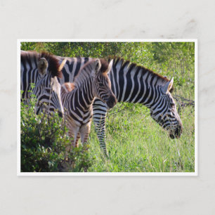 zebra unge vykort