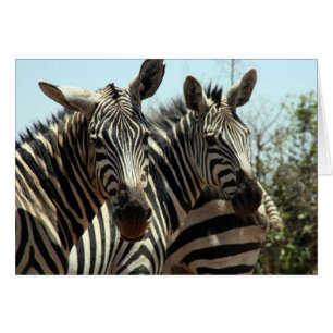 zebra-utseende hälsningskort