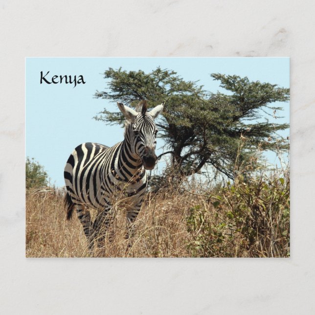 zebra-utseende vykort (Framsida)