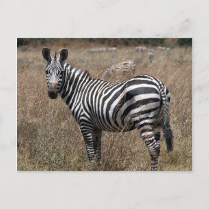 zebra-utseende vykort