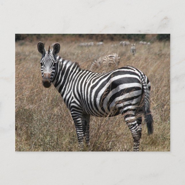 zebra-utseende vykort (Framsida)