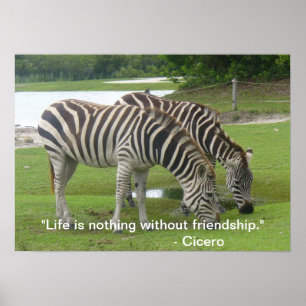Zebra Vänskap Poster