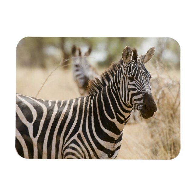 Zebra vid Meru National Park i Kenya. Magnet (Horisontell)
