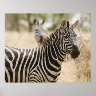 Zebra vid Meru National Park i Kenya. Poster