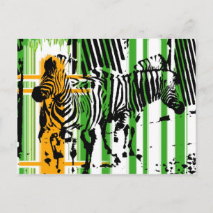 Zebra Vykort