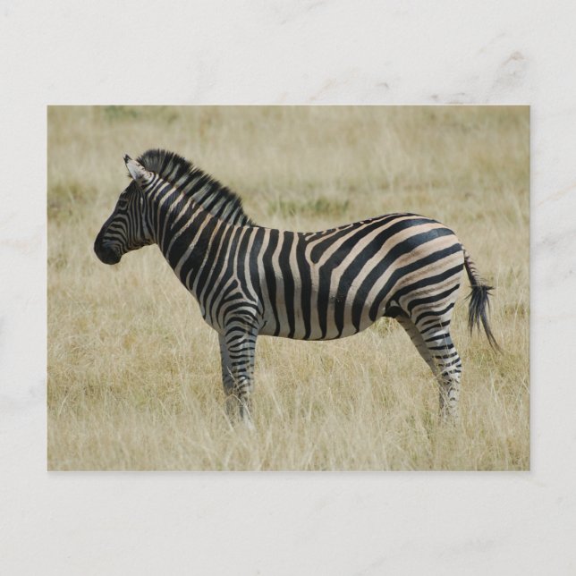 Zebra Vykort (Framsida)